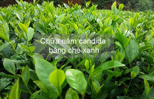 Chữa nấm candida bằng chè xanh