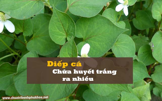 Cách chữa bệnh huyết trắng bằng rau diếp cá