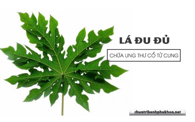 Chữa ung thư cổ tử cung bằng lá đu đủ