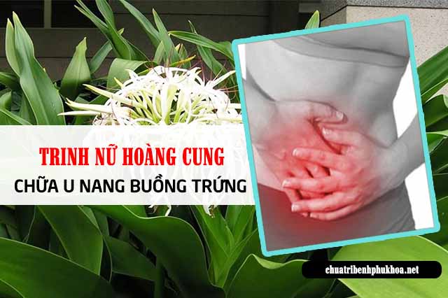 Trinh nữ hoàng cung chữa u nang buồng trứng