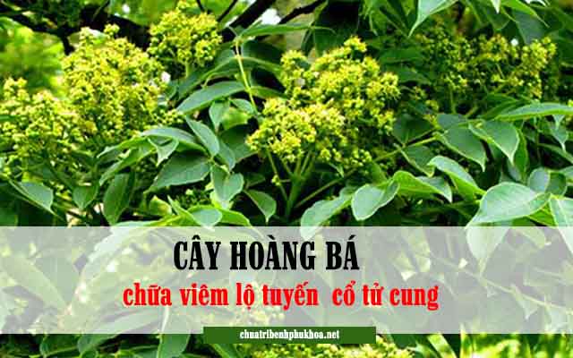 hoàng bá - Bài thuốc đông y chữa viêm lộ tuyến cổ tử cung