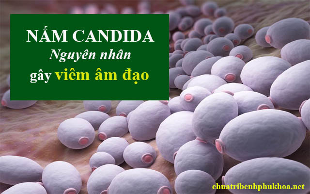 Viêm âm đạo do nhiễm nấm candida