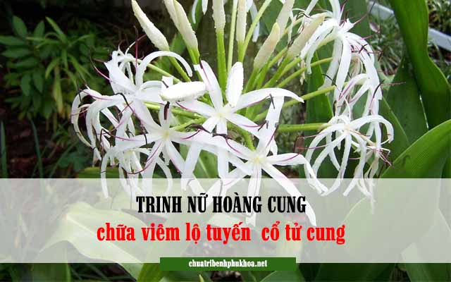 bài thuốc đông y chữa viêm lộ tuyến