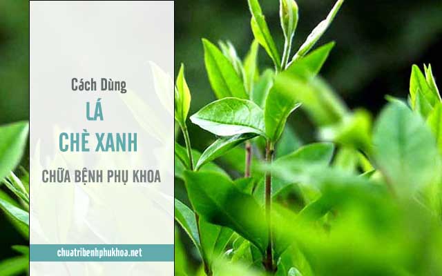 Cách dùng lá chè xanh chữa bệnh ra huyết trắng nhiều hiệu quả