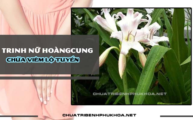 Chữa viêm lộ tuyến cổ tử cung bằng cây trinh nữ hoàng cung