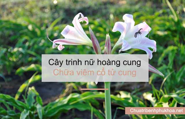 Trinh nữ hoàng cung chữa viêm cổ tử cung