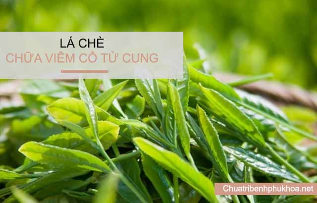 Trị viêm cổ tử cung bằng lá chè