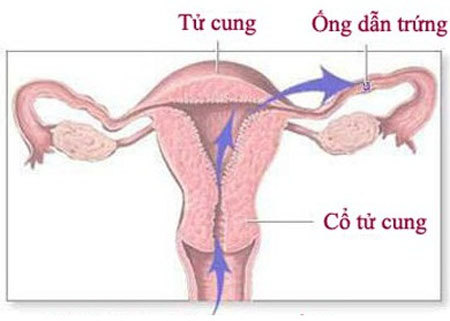 bieu-hien-va-nguyen-nhan-gay-viem-ong-dan-trung