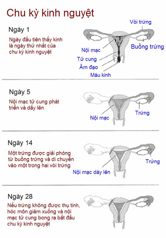 mo-phong-chu-ky-kinh-nguyet-bang-video