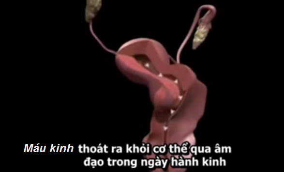 mo-phong-chu-ky-kinh-nguyet-bang-video2