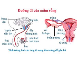 qua-trinh-tinh-trung-gap-trung-dien-ra-nhu-the-nao-3