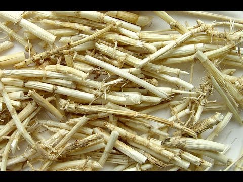 Chữa viêm niệu đạo bằng rễ cỏ tranh Chữa viêm niệu đạo bằng rễ cỏ tranh