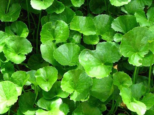 Chữa viêm nệu đạo bằng rau má Chữa viêm nệu đạo bằng rau má