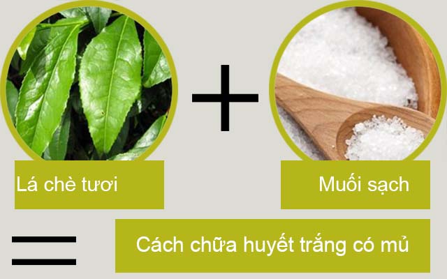 Lá chè tươi chữa bệnh huyết trắng có mủ