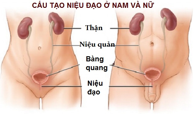 Viêm niệu đạo có thể gặp ở cả nam và nữ