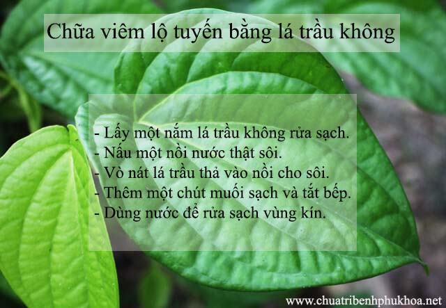 Chữa viêm lộ tuyến bằng lá trầu không