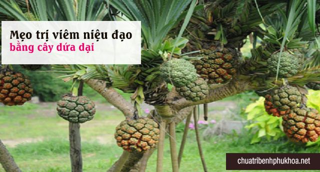 Viêm niệu đạo chữa mãi không khỏi nên dùng cây dứa dại