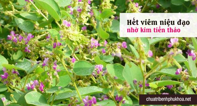 Thuốc điều trị viêm niệu đạo hiệu quả từ kim tiền thảo