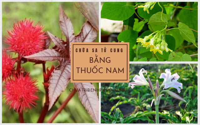 chữa sa tử cung bằng thuốc nam