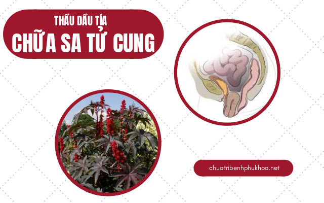 chữa da tử cung bằng cây thuốc nam thầu dầu tía