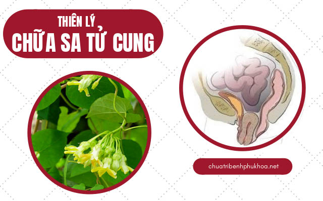 chữa da tử cung bằng thiên lý